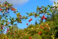 Vibrant Autumn Close-Up: Hawthorn Bush with Red Ripe Berries in Meadow Sunlight Royalty Free Stock Photo