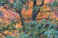 Vibrant Autumn Colors: A Close-Up of Yellow and Red Leaves on a Tree in Half Total View