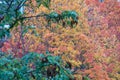 Vibrant Autumn Colors: A Close-Up of Yellow and Red Leaves on a Tree in Half Total View