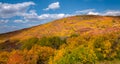 Vibrant autumn colors cover a remote Colorado hillside