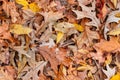 Vibrant autumn colors fallen deciduous leaves for background use Royalty Free Stock Photo