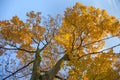 Vibrant autumn colors of oak tree fall leaves against blue sky l Royalty Free Stock Photo