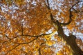 Vibrant autumn colors of oak tree fall leaves against blue sky l Royalty Free Stock Photo