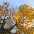 Vibrant autumn colors of oak tree fall leaves against blue sky l Royalty Free Stock Photo