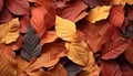 Vibrant autumn colors paint nature beauty on maple trees generated by AI Royalty Free Stock Photo