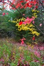 Vibrant autumn colors in the Wisconsin Michigan boarder area Royalty Free Stock Photo