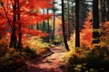 Vibrant autumn foliage within evergreen woods