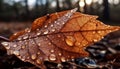 Vibrant autumn foliage reflects in dew drops on maple leaf generated by AI Royalty Free Stock Photo