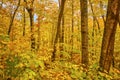 Vibrant Autumn Forest Canopy in Keweenaw with Fallen Leaves Royalty Free Stock Photo