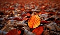 Vibrant autumn forest showcases multi colored maple tree beauty in nature generated by AI