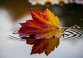 A vibrant autumn leaf, displaying a gradient of red to yellow, floats Royalty Free Stock Photo