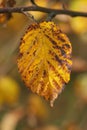 Vibrant autumn leaf with intricate patterns