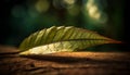 Vibrant autumn leaf pattern on old maple branch in forest generated by AI Royalty Free Stock Photo