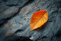 Vibrant autumn leaf on rocky surface Royalty Free Stock Photo