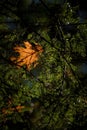 Vibrant autumn leaf of a tree, dripping with sparkling droplets of water