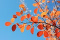 Vibrant autumn leaves against a blue sky