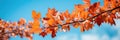 Vibrant Autumn Leaves On A Clear Blue Sky