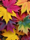Vibrant Autumn Leaves in Close up A Captivating Fall Background.AI Generated
