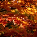 Vibrant autumn leaves in a forest Royalty Free Stock Photo