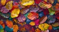 Vibrant autumn leaves scatter across a woodland setting.