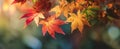 The vibrant autumn leaves showcasing a beautiful fall spectacle AI generated image Royalty Free Stock Photo