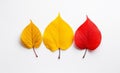 Nature\'s Canvas: A Burst of Color with 2 Yellow and 1 Red Leaves on a Crisp White Background