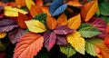 Vibrant autumn leaves, a symphony of colors