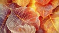 Vibrant Autumn Leaves Texture Close-Up in High Resolution Royalty Free Stock Photo