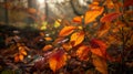 Vibrant autumn leaves in a woodland setting.