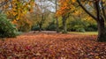 Vibrant autumn leaves in a woodland setting