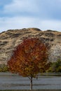 Colorful autumn maple tree surrounded by the Columbia River, hills and autumn foliage Royalty Free Stock Photo