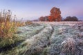 Vibrant autumn nature landscape. Grassy meadow with hoarfrost and colorful trees with red foliage on horizon in autumn morning. Royalty Free Stock Photo