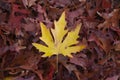 Vibrant Autumn Red and Yellow Leaves