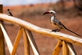 Vibrant Avian Beauty: Northern Red-billed Hornbill Perched on a wooden fence in a kenyan reserve