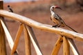 Vibrant Avian Beauty: Northern Red-billed Hornbill Perched on a wooden fence in a kenyan reserve