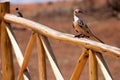 Vibrant Avian Beauty: Northern Red-billed Hornbill Perched on a wooden fence in a kenyan reserve