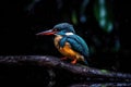 Vibrant Avian Wonder Long Billed Birds Splendor Unveiled