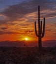 Silhouette  Of Lone Saguaro Cactus At Sunrise Royalty Free Stock Photo
