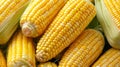 Vibrant background of freshly harvested sweet corn with bright and golden kernels