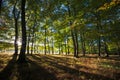 Vibrant backlit woodland Royalty Free Stock Photo