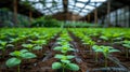 Vibrant basil plants thriving in greenhouse with aromatic leaves ideal for picking