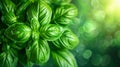 Vibrant basil plants thriving in greenhouse, with lush aromatic leaves perfect for picking