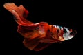 The vibrant beautiful betta fish glides through the water its colorful tail fluttering gracefully creating a mesmerizing.