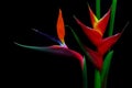 Exotic pair of bird of paradise and heliconia flowers with black background