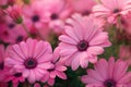 Vibrant Beautiful pink flowers. Generate ai