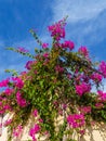 Vibrant beautiful purple flowers growing on the roof - Bougainvillea flowers