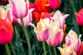 Vibrant beautiful tulips in a spring time flower bed