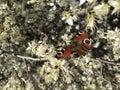 Vibrant Beauty: A Colorful Red Peacock Butterfly Resting in a Blossoming Cherry Tree, Creating a Serene Scene of White Petals in Royalty Free Stock Photo