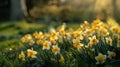the vibrant beauty of a flowerbed brimming with daffodils, painting a picturesque scene of nature's awakening. Royalty Free Stock Photo