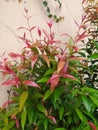 Vibrant Beauty of Leucothoe Keiskei Burning Love